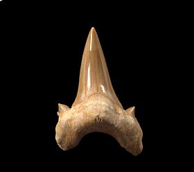 Big Otodus obliquus tooth for sale | Buried Treasure Fossils