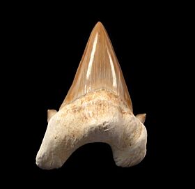 Otodus Shark Teeth for Sale | Buried Treasure Fossils