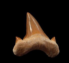 Large Otodus tooth for sale | Buried Treasure Fossils