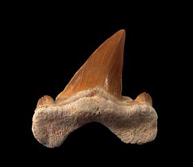 Real Otodus tooth for sale | Buried Treasure Fossils