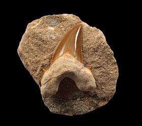 Split crown pathologic Otodus shark tooth | Buried Treasure Fossils