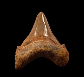 Moroccan Otodus auriculatus tooth for sale | Buried Treasure Fossils