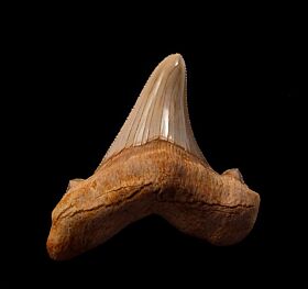 Moroccan Otodus sokolovi tooth | Buried Treasure Fossils