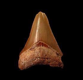 Cheap Western Sahara Megalodon tooth for sale | Buried Treasure Fossils