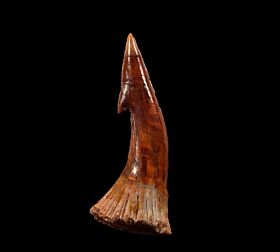 Cheap Onchopristis numidus tooth for sale | Buried Treasure Fossils