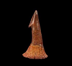 Cheap Onchopristis numidus tooth for sale | Buried Treasure Fossils