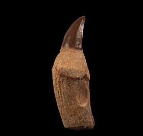 10 Fossilien Mosasaurus Anhänger Kette Haizahn era fossil shark tooth 