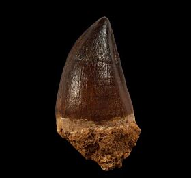 Mosasaurus tooth for sale | Buried Treasure Fossils