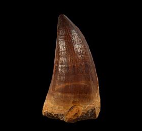 Mosasaurus beaugei  tooth for sale | Buried Treasure Fossils  