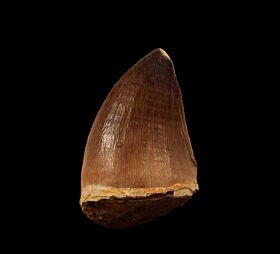 Mosasaurus beaugei  tooth | Buried Treasure Fossils