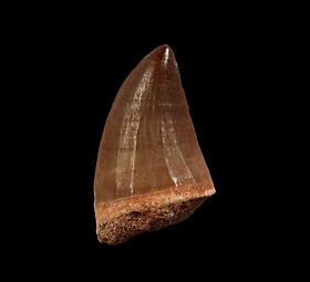 Mosasaur tooth for sale | Buried Treasure Fossils