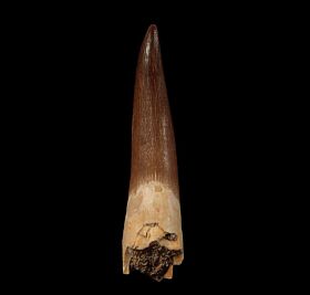 Large Plesiosaur tooth for sale from Morocco | Buried Treasure Fossils