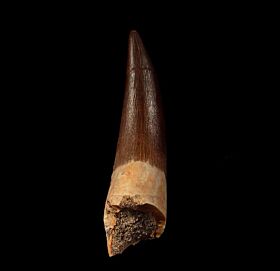 Real Zarafasaura oceanis tooth for sale | Buried Treasure Fossils