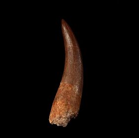 Moroccan Plesiosaur tooth | Buried Treasure Fossils