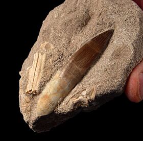 Extra Large Plesiosaur tooth from Morocco | Buried Treasure Fossils