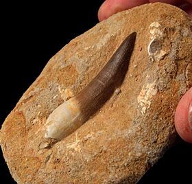 Extra Large Zarafasaura Plesiosaur tooth| Buried Treasure Fossils
