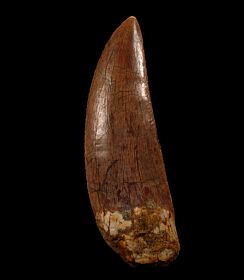 Huge Carcharodontosaurus saharicus  tooth for sale | Buried Treasure Fossils