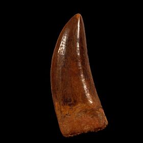 Carcharodontosaurus tooth for sale | Buried Treasure Fossils