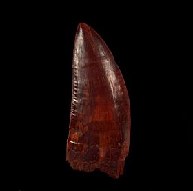 Extra Large Carcharodontosaurus tooth for sale | Buried Treasure Fossil
