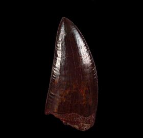 Extra Large Carcharodontosaurus tooth for sale | Buried Treasure Fossils
