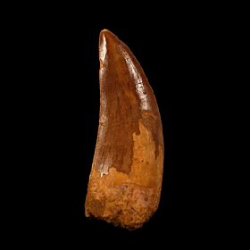 Large Carcharodontosaurus tooth for sale | Buried Treasure Fossils