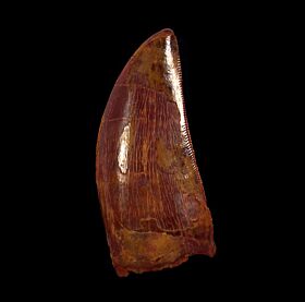 Rare Carcharodontosaurus saharicus pes claw for sale | Buried Treasure Fossils