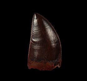 Top quality Carcharodontosaurus tooth from Morocco for sale | Buried Treasure Fossils