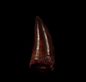 Large Carcharodontosaurus saharicus dinosaur tooth for sale | Buried Treasure Fossils