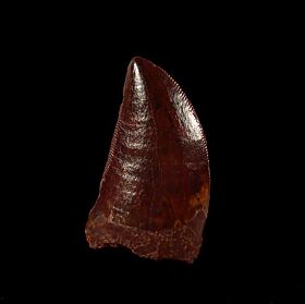 Moroccan Carcharodontosaurus tooth for sale | Buried Treasure Fossils
