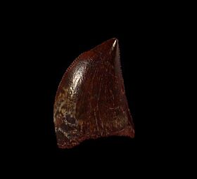Authentic Carcharodontosaurus dinosaur tooth for sale | Buried Treasure Fossils