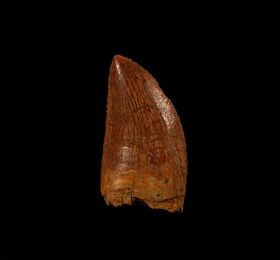 Real Moroccan dinosaur tooth for sale | Buried Treasure Fossils