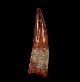 Thick Spinosaurus tooth for sale | Buried Treasure Fossils