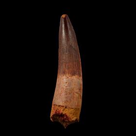 Large Moroccan Spinosaurus aegyptiacus tooth for sale | Buried Treasure Fossils