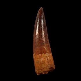 Quality Spinosaurus tooth for sale | Buried Treasure Fossils