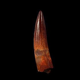 Extra  large Spinosaurus tooth from Morocco | Buried Treasure Fossils