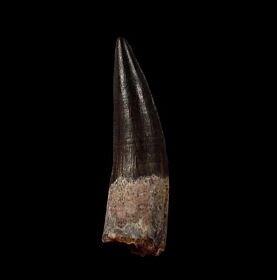 GEM Spinosaurus tooth for sale | Buried Treasure Fossils