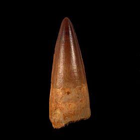 Authentic Spinosaurus tooth for sale | Buried Treasure Fossils