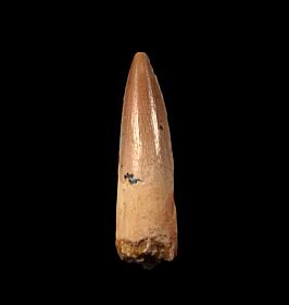 Nice Spinosaurus tooth for sale | Buried Treasure Fossils
