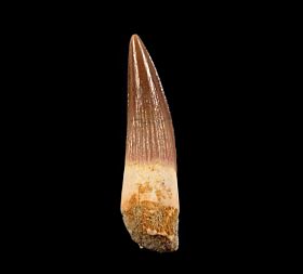 Top quality Spinosaurus tooth for sale | Buried Treasure Fossils