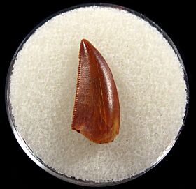 Extra large Abelisaurid tooth for sale | Buried Treasure Fossils