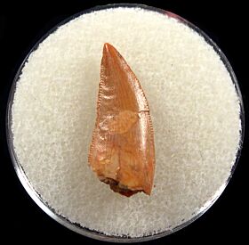 Abelisaurid tooth for sale from Kem-Kem | Buried Treasure Fossil