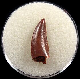 Rare Abelisaurid tooth for sale | Buried Treasure Fossils