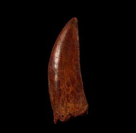 Extra large Deltadromeus tooth for sale | Buried Treasure Fossils