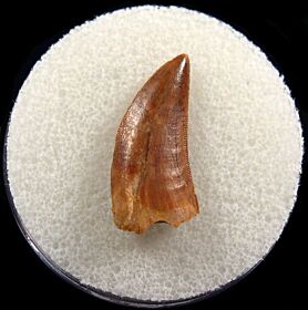 Real Deltadromeus raptor tooth for sale | Buried Treasure Fossils