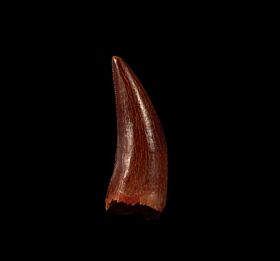 Moroccan Deltadromeus dinosaur tooth for sale | Buried Treasure Fossils