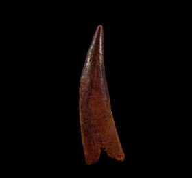 Real Coloborhynchus Pterosaur tooth for sale | Buried Treasure Fossils