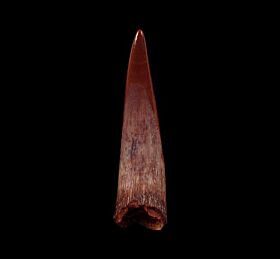 Big Cretaceous Pterosaur tooth for sale | Buried Treasure Fossils