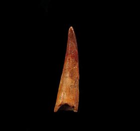Pterosaur dinosaur tooth for sale | Buried Treasure Fossils