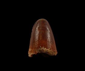 Moroccan Elosuchus crocodile tooth for sale | Buried Treasure Fossils