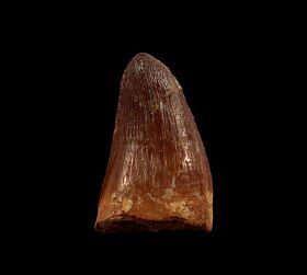 Real Elosuchus crocodile tooth for sale | Buried Treasure Fossils